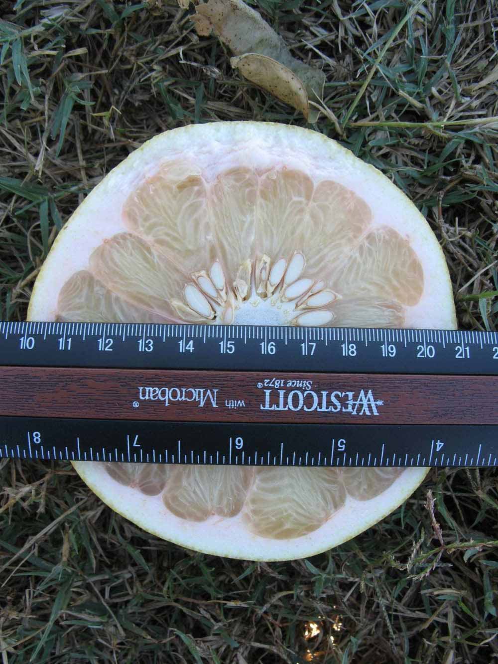              Fruit cross-section (Winter Haven, FL)       